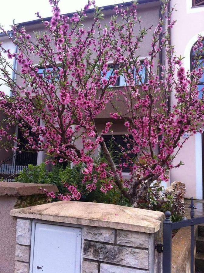Apartman Ivankovic*** Pula Exterior photo